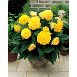 Begonia Fimbriata Yellow - 2 cibule
