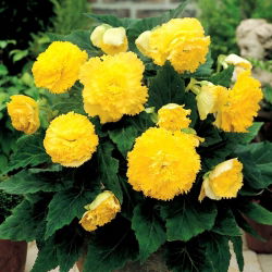 Begonia Fimbriata Yellow - 2 cibule