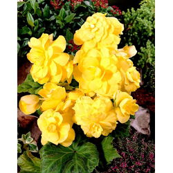 Begonia Large Flowered Double Yellow - 2 cibule - Begonia ×tuberhybrida 