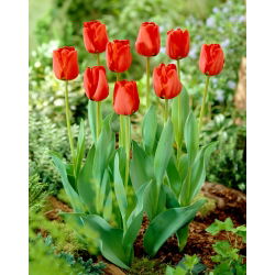 Tulipa Apeldorn - Tulip Apeldorn - 5 soğan