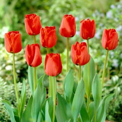 Tulipa Apeldorn - Tulip Apeldorn - 5 soğan