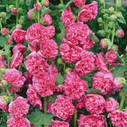 Холлихок - розовый сорт - 50 семян - Alcea rosea - семена