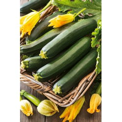Zucchino - Nano verde di Milano - Carne tenera, versatile - Semi Freschi