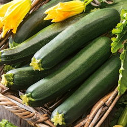 Zucchino - Nano verde di Milano - Carne tenera, versatile - Semi Freschi