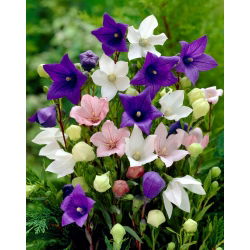 Floarea balon - amestec de culori - Platycodon grandiflorus - Inflorescențe rafinate, în formă de stea - Semințe proaspete