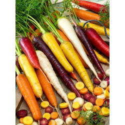 Porkkana - monipuoliset juuret - Daucus carota - siemenet