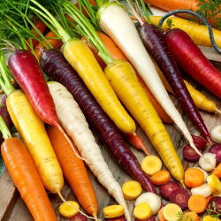 Porkkana - monipuoliset juuret - Daucus carota - siemenet
