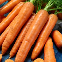 Carrot - Karotina - Early Harvest with High Carotene Content - Fresh Seeds
