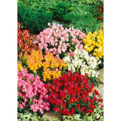 Prydløvemunn - Kimosy - mix - 720 frø - Antirrhinum majus pumilum