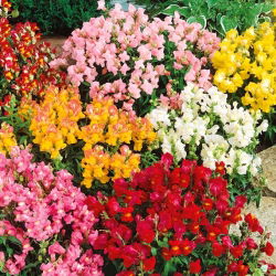 Prydløvemunn - Kimosy - mix - 720 frø - Antirrhinum majus pumilum