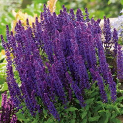 Stäppsalvia - blålila - Salvia nemorosa l. - Lång blomning, flerårig skönhet - Färska frön