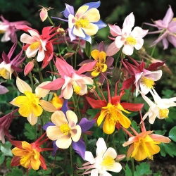 Гранни'с боннет "Сцотт Еллиотт'с" - мик мик; колумбин - 810 семена - Aquilegia hybrida