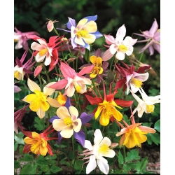 Гранни'с боннет "Сцотт Еллиотт'с" - мик мик; колумбин - 810 семена - Aquilegia hybrida