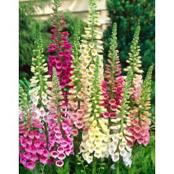 Vingerhoedskruid - Gloxiniaeflora - mix - 9000 zaden - Digitalis purpurea