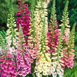 Vingerhoedskruid - Gloxiniaeflora - mix - 9000 zaden - Digitalis purpurea
