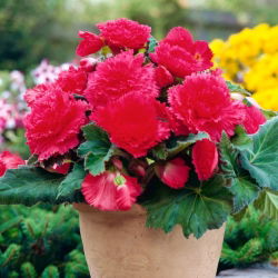 Begonia Fimbriata Pink - 2 cibule