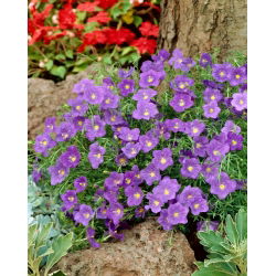 Cup Flower seeds - Nierembergia hippomanica - 650 seeds