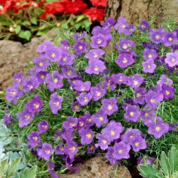 Cup Flower seeds - Nierembergia hippomanica - 650 seeds