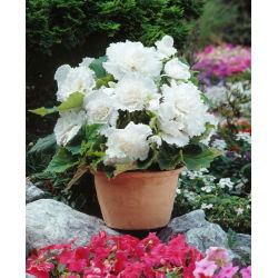 Begonia Fimbriata White - 2 cibule