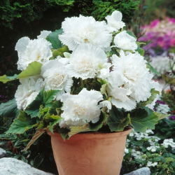 Begonia Fimbriata White - 2 cibule
