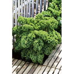 Hạt cải xoăn - Brassica oleracea - 300 hạt - Brassica oleracea L. var. sabellica L.