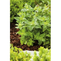 Hạt Oregano - Origanum Vulgare - 750 hạt