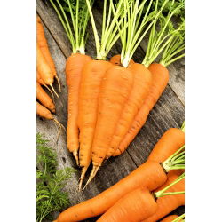 Porkkana - Flakkese 2 - 400 siemenet - Daucus carota