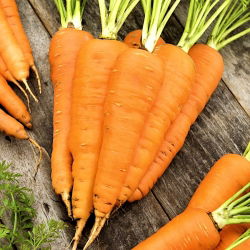 Porkkana - Flakkese 2 - 400 siemenet - Daucus carota