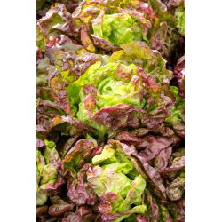 Зелена маслинена зелена салата - Lactuca sativa - 900 семена - Lactuca sativa L. var. Capitata