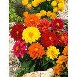 Zahradní dahlia "Unwins" - 120 semen - Dahlia pinnata Unwins - semena