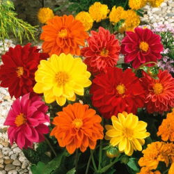 Zahradní dahlia "Unwins" - 120 semen - Dahlia pinnata Unwins - semena