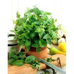 Hạt bạc hà - Mentha piperita -   hạt