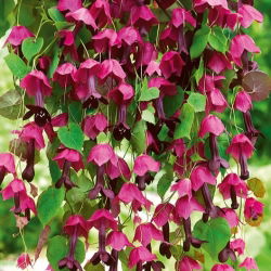 Rhodochiton Purple Bell เมล็ด - Rhodochiton atrosanguineus - 6 เมล็ด