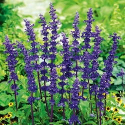 Senyum biru mealycup gelap, bijaksana Mealy - 160 biji - Salvia farinacea - benih