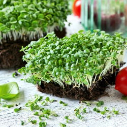 Microgreens - Basilikum -   - 1950 frø - Ocimum basilicum