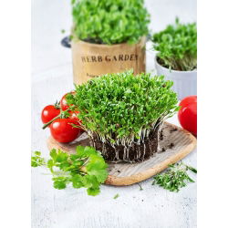 Koriander - Microgreens - 400 frø - Coriandrum sativum