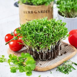 Koriander - Microgreens - 400 frø - Coriandrum sativum