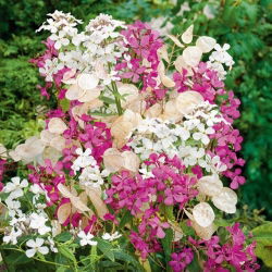 Silver Dollar Plant, Money Plant - Lunaria annua - 45 zaden - Lunaria biennis