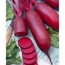 Pancar "Cylindra" - 100 gr tohum - 5000 tohum - Beta vulgaris L. - tohumlar