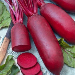 Pancar "Cylindra" - 100 gr tohum - 5000 tohum - Beta vulgaris L. - tohumlar