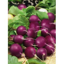 Radish "Viola" - živahno vijolična lupina - 425 semen - Raphanus sativus L. - semena