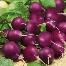 Radish "Viola" - živahno vijolična lupina - 425 semen - Raphanus sativus L. - semena