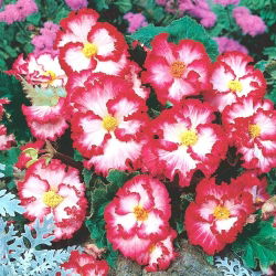 Begonia x tuberhybrida - Marginata White - paketti 2 kpl