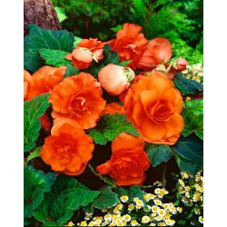 Begonia Large Flowered Double Orange - 2 cibule - Begonia ×tuberhybrida 