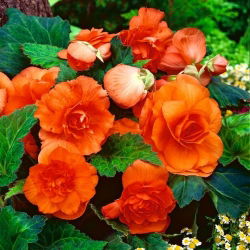 Begonia Large Flowered Double Orange - 2 cibule - Begonia ×tuberhybrida 