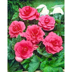 Begonia Large Flowered Double Pink - 2 cibule - Begonia ×tuberhybrida 
