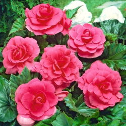 Begonia Large Flowered Double Pink - 2 cibule - Begonia ×tuberhybrida 