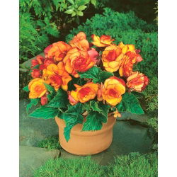 Бегония - Picotee - пакет из 2 штук - Begonia x tuberhybrida