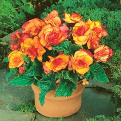 Бегония - Picotee - пакет из 2 штук - Begonia x tuberhybrida