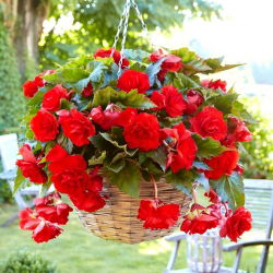 Begonia ×tuberhybrida pendula - Piros - csomag 2 darab